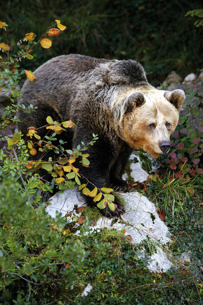 Hoteles rurales de Casonas Asturianas: un oso pardo, especie emblemática de las montañas de Asturias