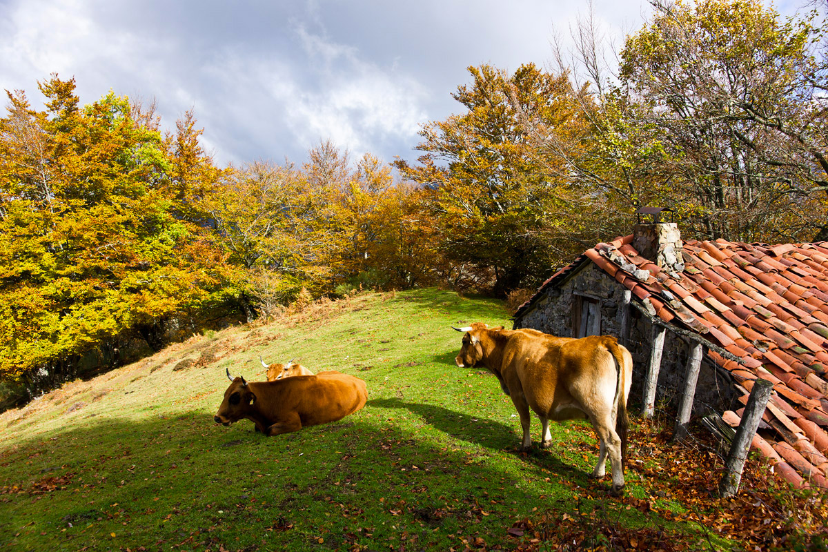 Una cabaña y vacas en el Parque Natural de Redes, en Asturias
