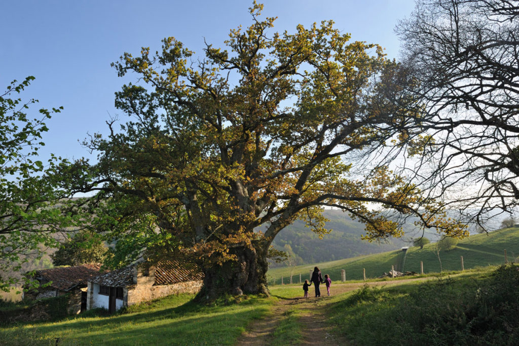 Hoteles rurales de Casonas Asturianas: Carbayón de Tineo, en el pueblo de Valentín.