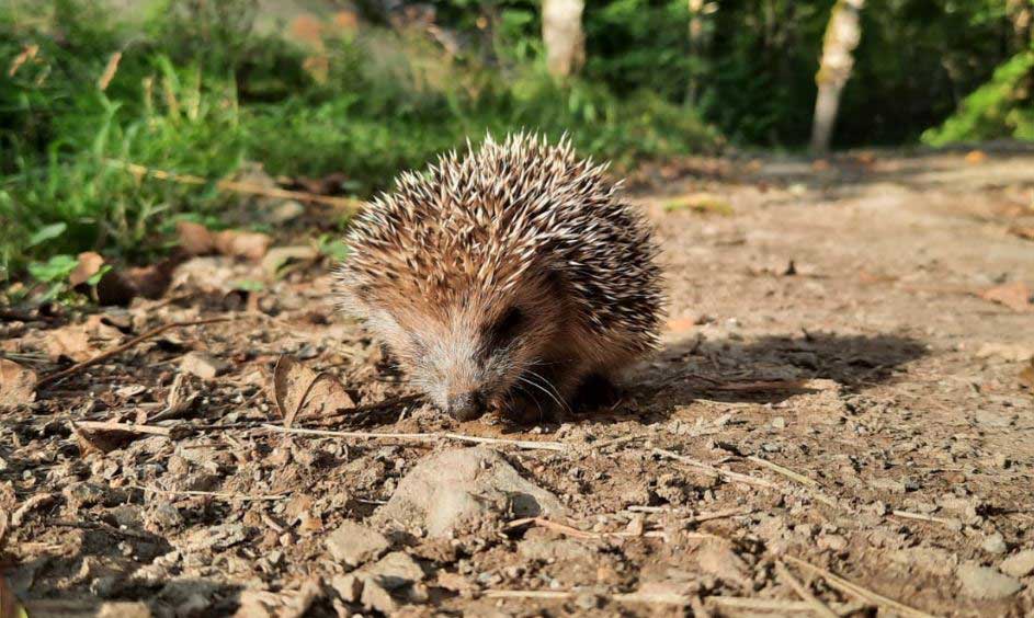 Un erizo visto en observación de la naturaleza en Asturias