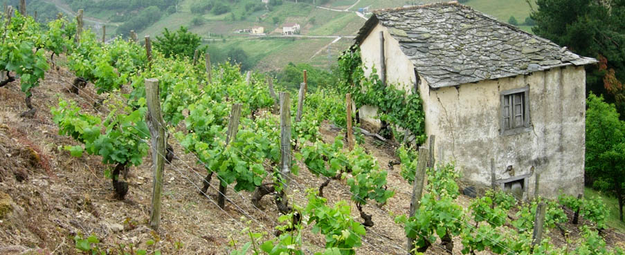 Cepas de un viñedo de Cangas del Narcea.